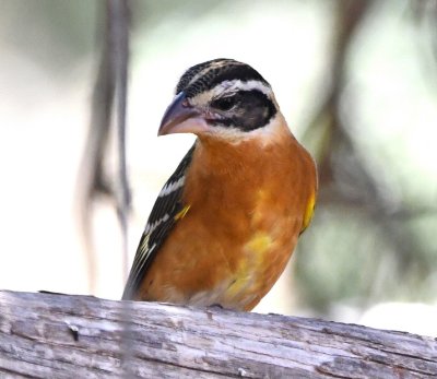 This looks like a first winter male Black-headed Grosbeak.