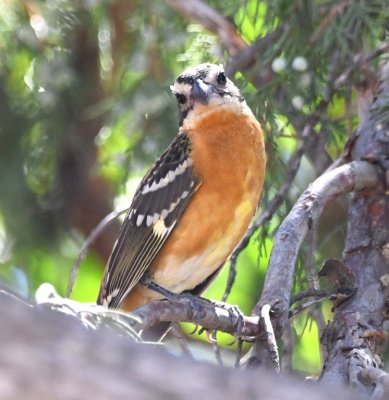 Black-headed Grosbeak