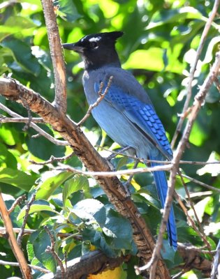 The adult interior west Steller's Jay has white forehead marks.