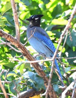 Steller's Jay