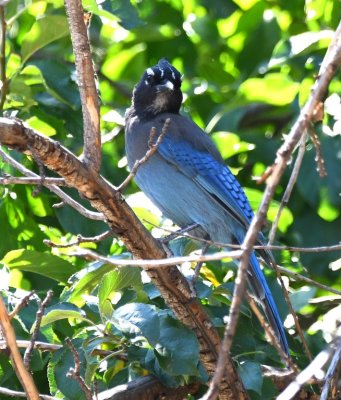 Steller's Jay