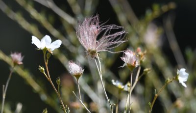 Wispy wildflowers
