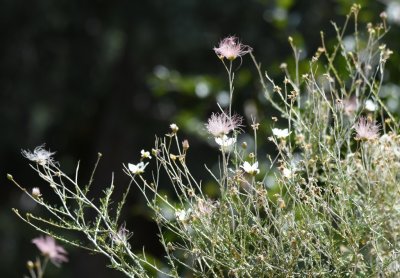 Wildflowers
