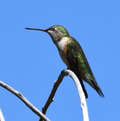 Hummingbird