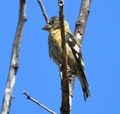 Female Evening Grosbeak
