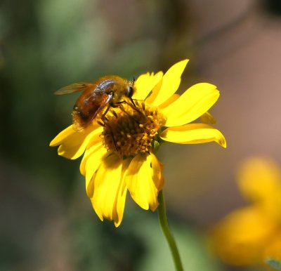 Fly on yellow wildflower