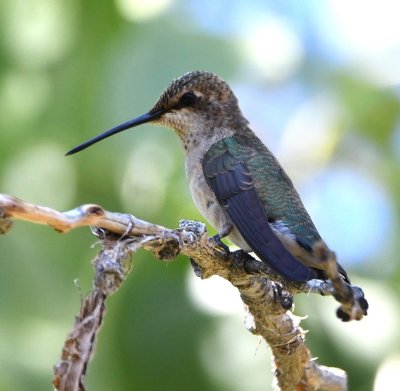 Hummingbird ID?