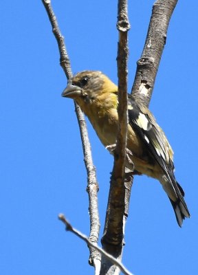 Evening Grosbeak