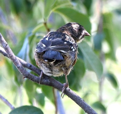 Is this a juvenile Spotted Towhee?