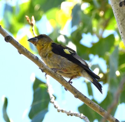 Evening Grosbeak