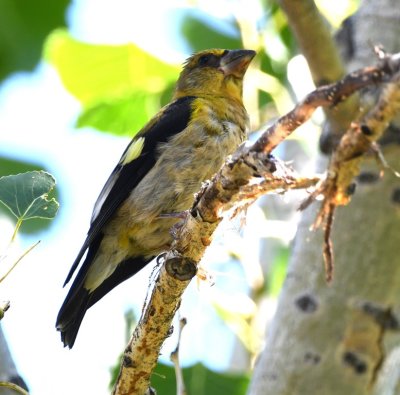 Evening Grosbeak