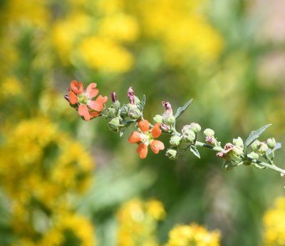 Wildflower