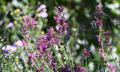 Purple wildflowers