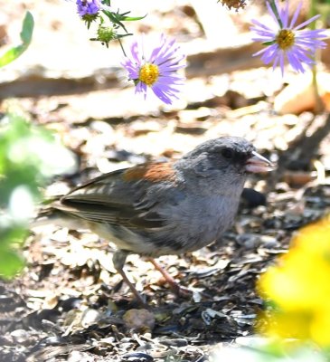 Dark-eyed Junco