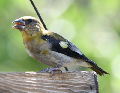 Evening Grosbeak