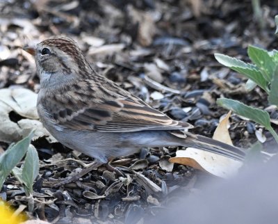 Chipping Sparrow