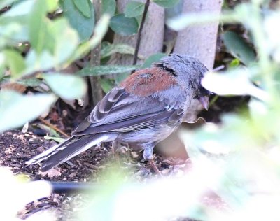 Dark-eyed Junco