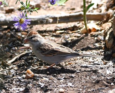Chipping Sparrow