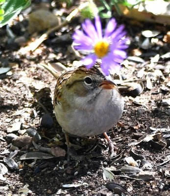 Chipping Sparrow