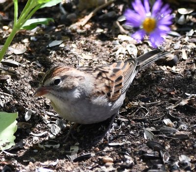 Chipping Sparrow (and aster)