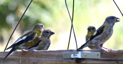 Four Evening Grosbeaks occupying a hanging flat feeder