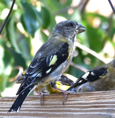 Evening Grosbeak