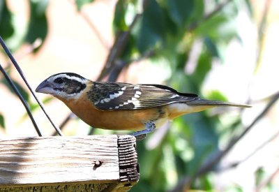 A Black-headed Grosbeak joins the others at the feeder.