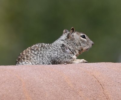 A Rock Squirrel (Spermophilus variegatus), on the wall of the garden