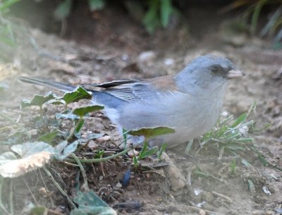 Dark-eyed Junco
