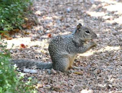 Rock Squirrel
