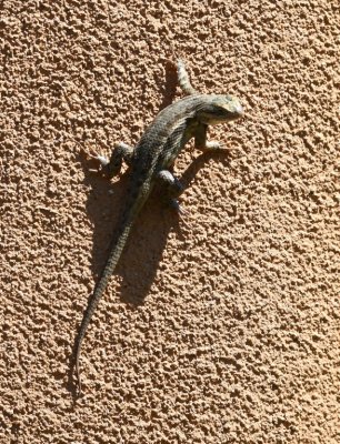 Lizard