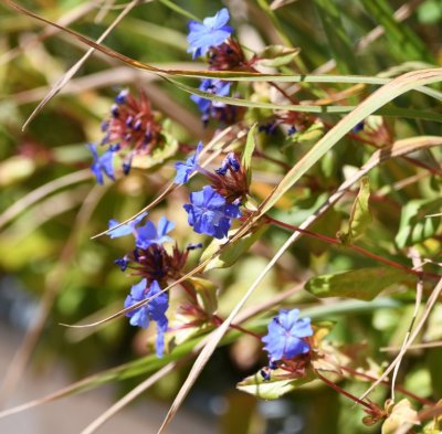 Blue wildflowers