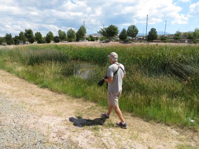 A second pond was covered in cattails and other plants.