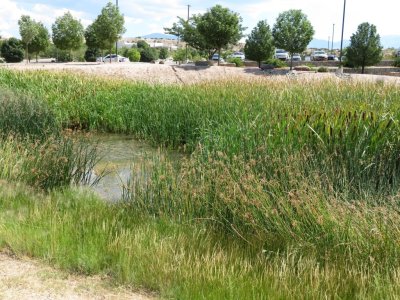 Pond at Buffalo Thunder Resort and Casino, NM