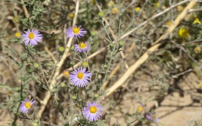 Asters in the sandy soil