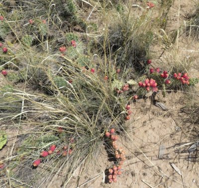 Prickly pear cactus and fruit