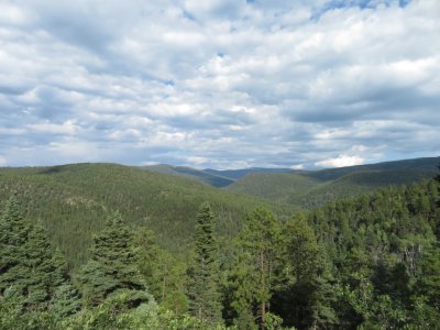 Pine trees and sky