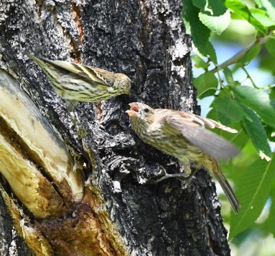 Young Brown-headed Cowbird begging from a Pine Siskin?