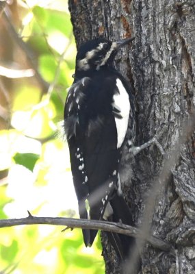 Williamson's Sapsucker on a tree at the edge of the sculpture garden