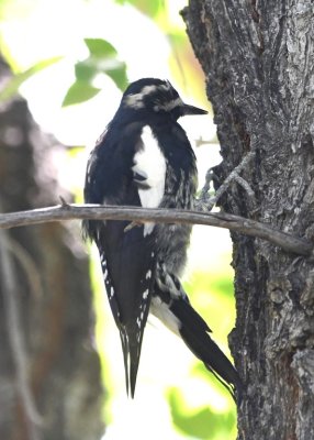 Williamson's Sapsucker