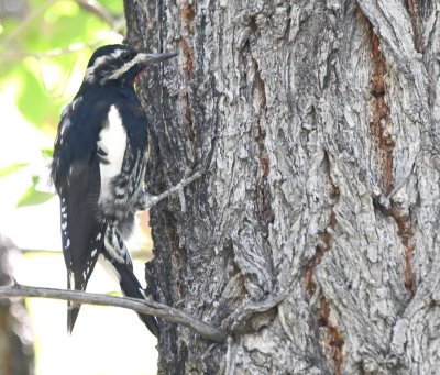 Williamson's Sapsucker