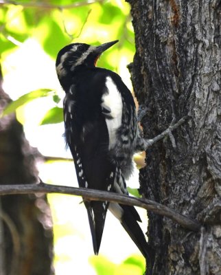 Williamson's Sapsucker