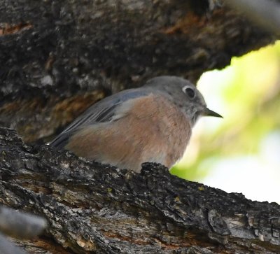 Western Bluebird