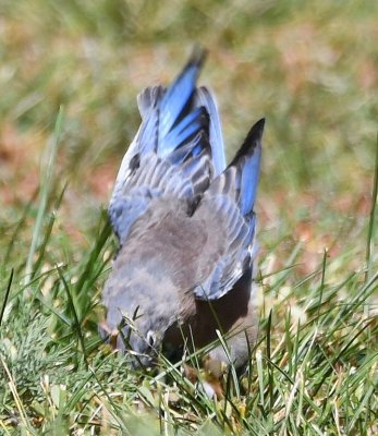 Western Bluebirds