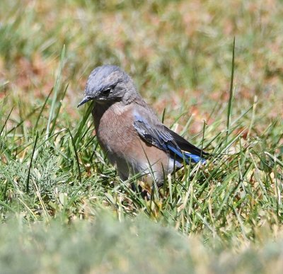 Western Bluebird