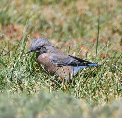 Western Bluebird