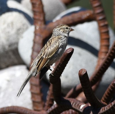 Chipping Sparrow