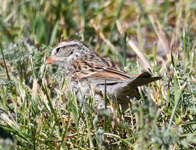 Chipping Sparrow