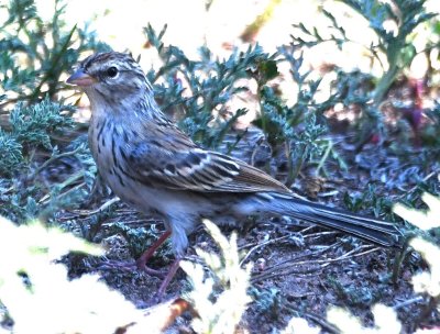 Chipping Sparrow