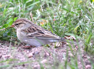 Chipping Sparrow